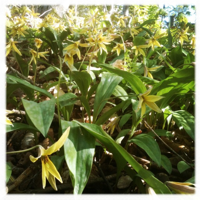 Érythrone d'Amérique