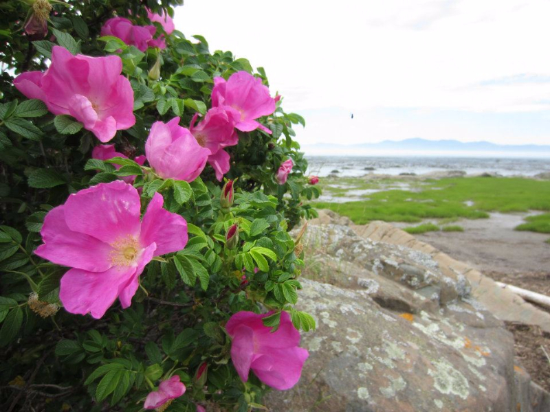 Des plantes aphrodisiaques pour du piquant au lit et au&nbsp;coeur!