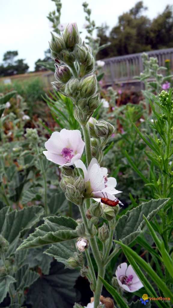 fleur-a-identifier-visoflora-14326