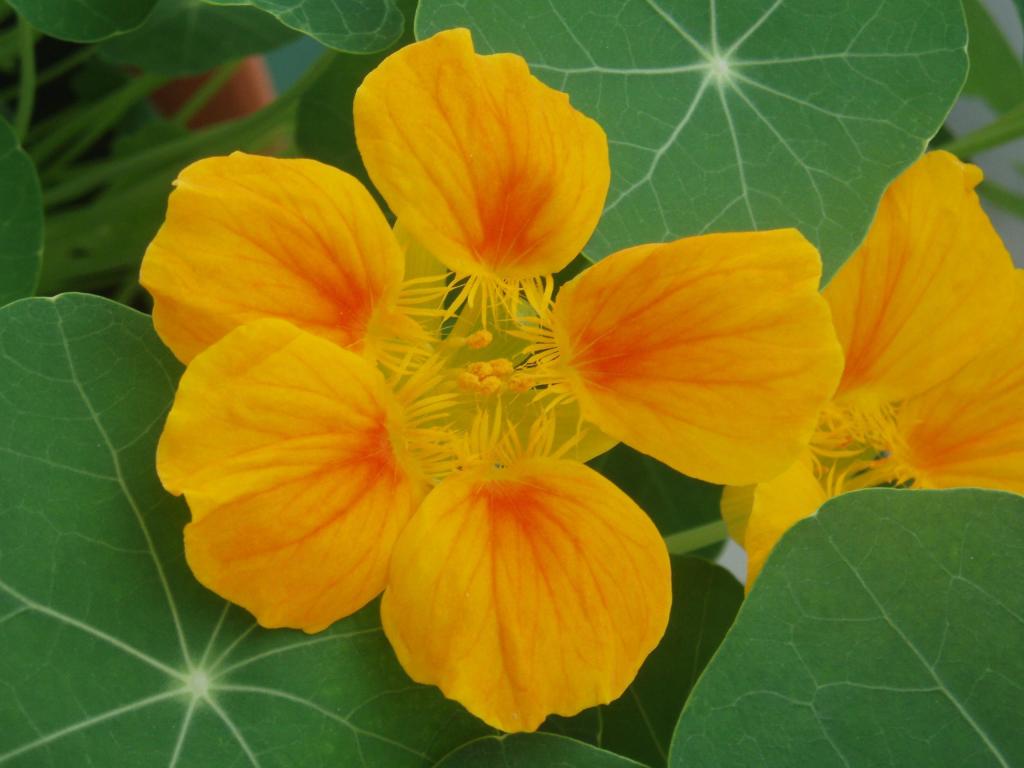 Beauté à manger : fleurs&nbsp;comestibles