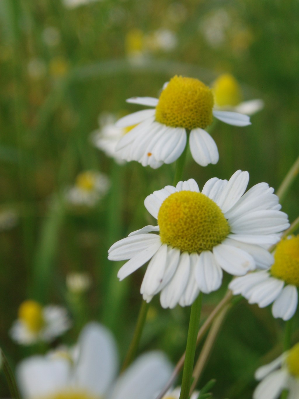 Halloween,  bibites à sucre et rages de&nbsp;sucres
